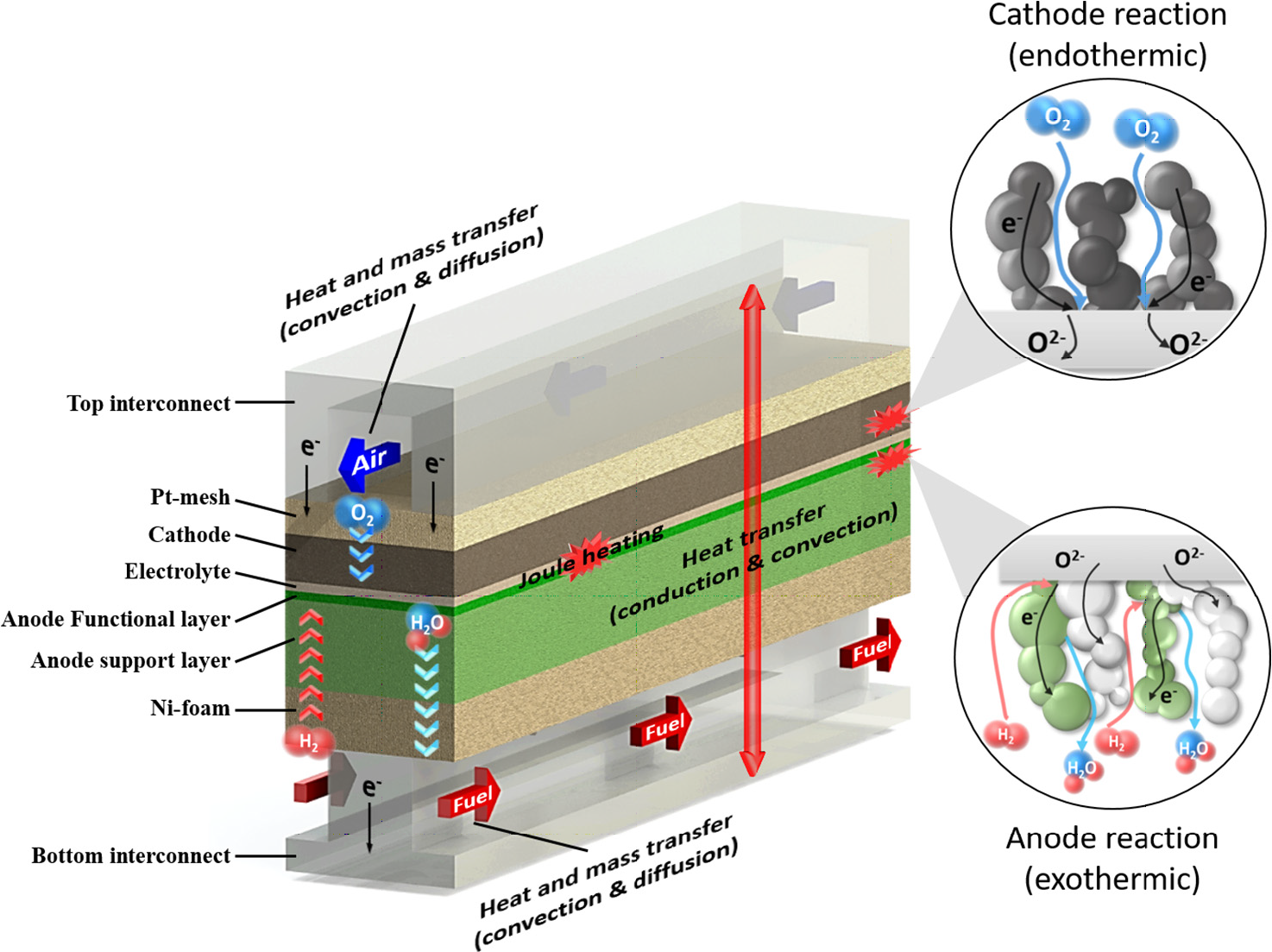 Heat, mass and charge transport and electrode reactions in a solid oxide cell repeating unit